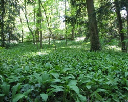 Bild vom Bärlauchwald in den Kinzigauen