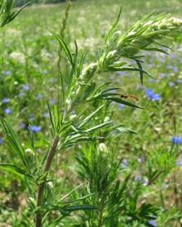 Beifuss, Artemisia vulgaris, die Mutter aller Heilkräuter