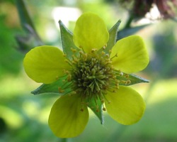 Die sternförmige, gelbe Blüte der Nelkenwurz