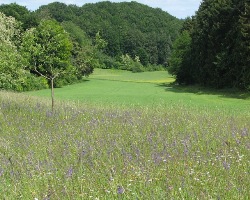 Eine Blumenwiese voller Wiesensalbei