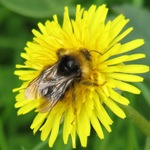 Hummel auf Löwenzahnblüte, hier gehts zur Seite mit Informationen zum Löwenzahn